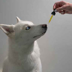 Collection image for: Trattamenti per animali