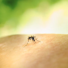 Collection image for: Repellenti per insetti