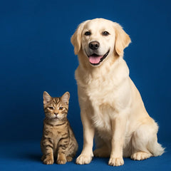 Collection image for: Veterinaria