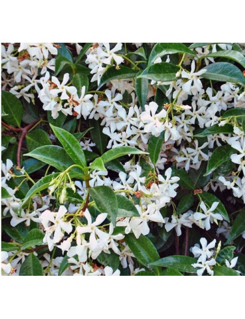 APIVITA JASMINE DOCCIA GEL